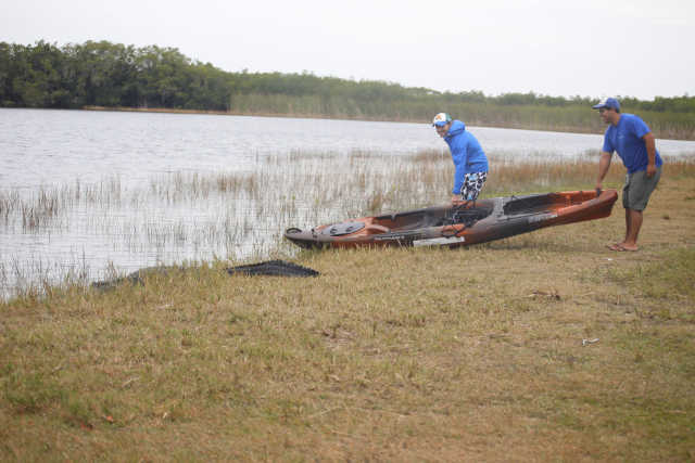 Alligator at Canoe Launch