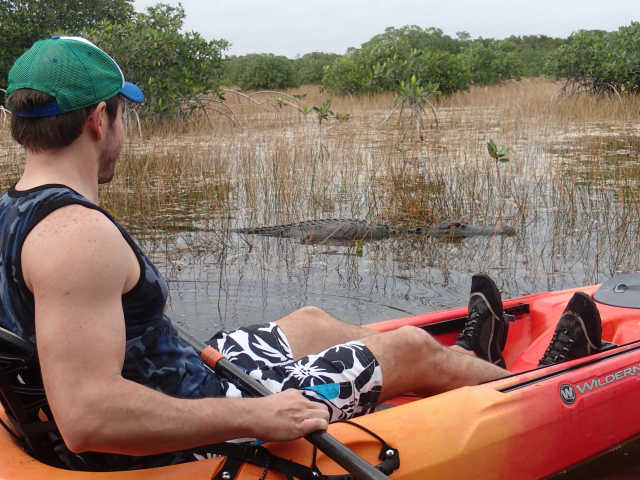 Alligator Next to Canoe