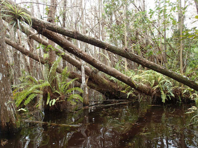 Everglades Cypress
