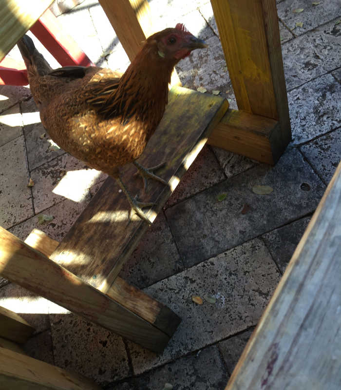 Chicken Under the Table