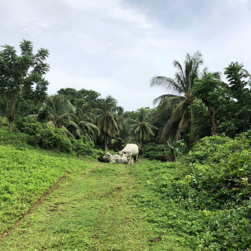 Cows blocking the way on hikes